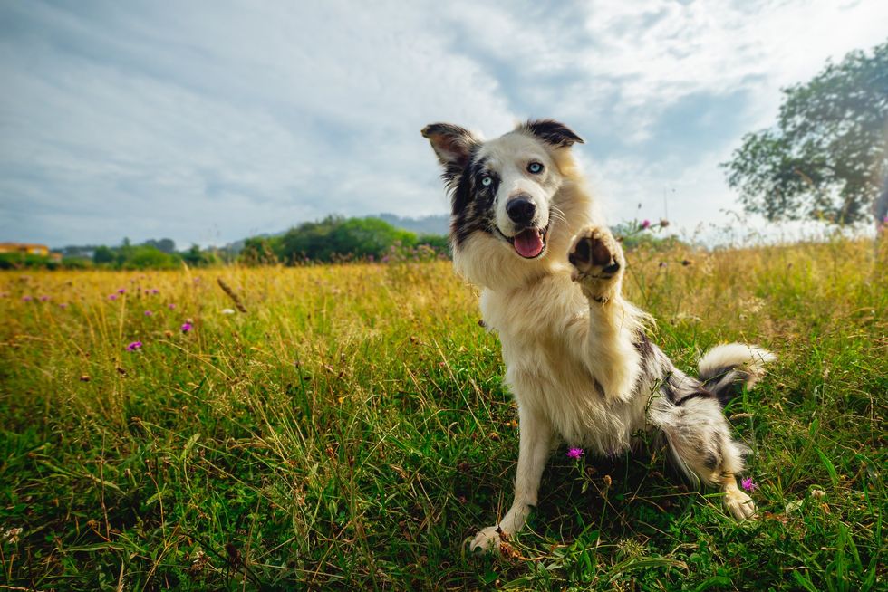 Dog