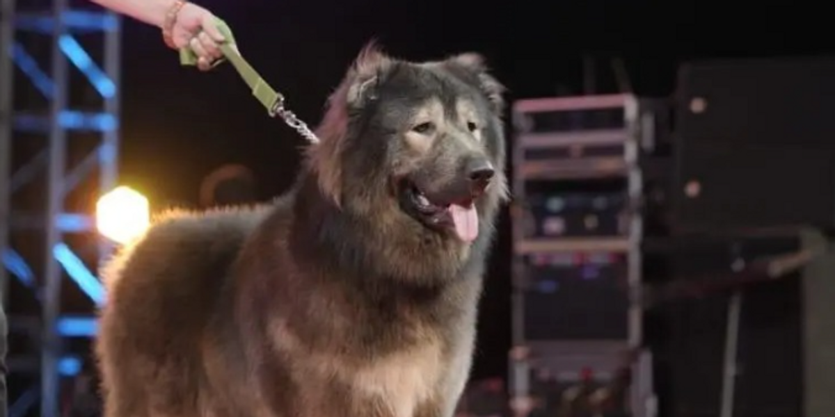 NextImg:'World's most expensive dog' sells for staggering £4.4m as one parent is 'wild beast'
