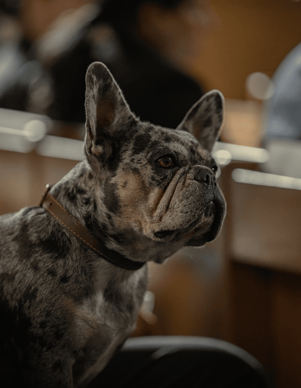 Dog