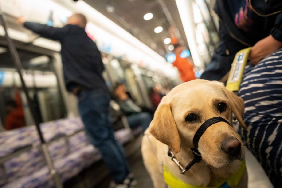 Dog owners used pets for ‘emotional support’ to get seat at restaurants