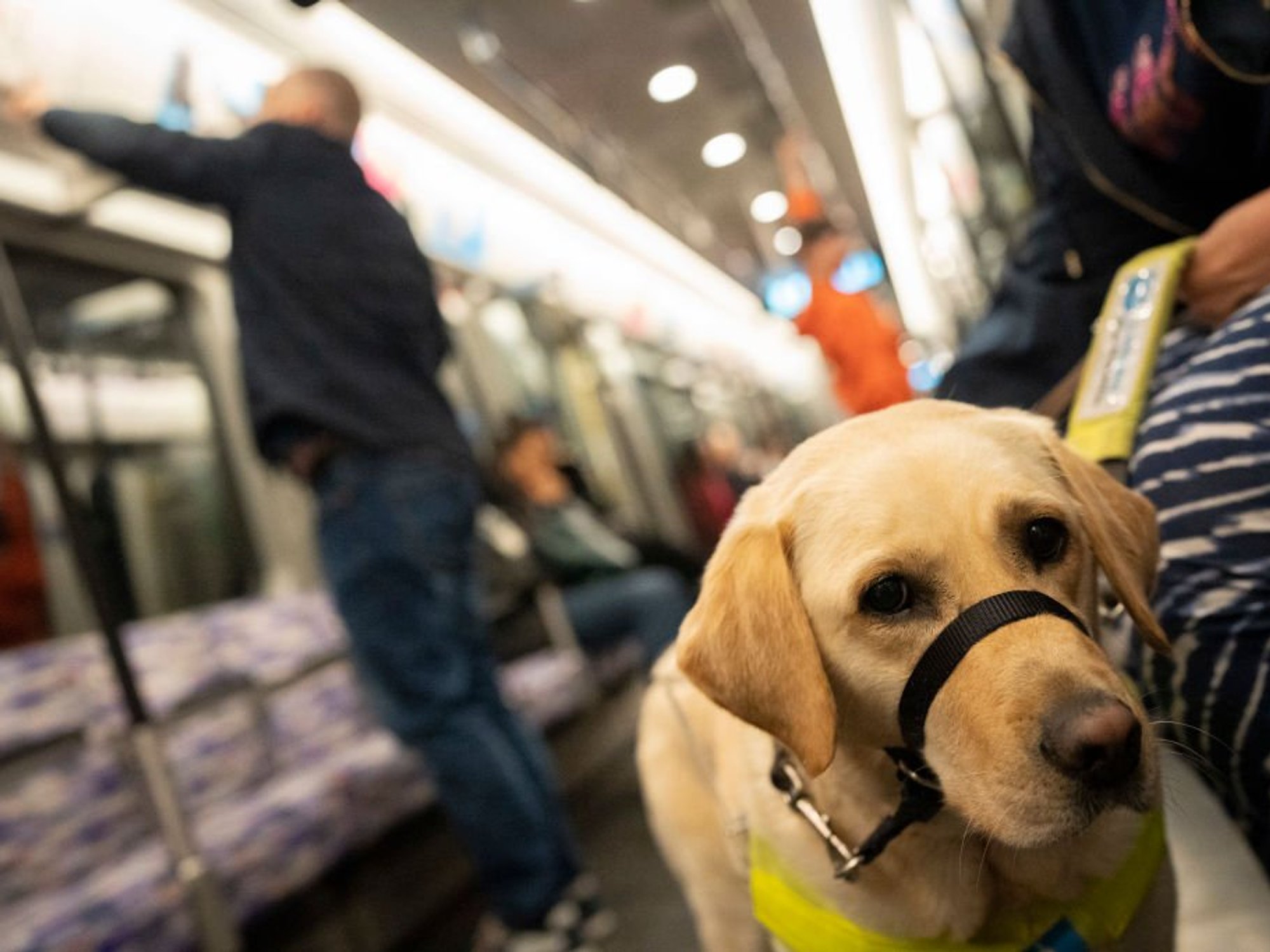 Dog owners used pets for ‘emotional support’ to get seat at restaurants