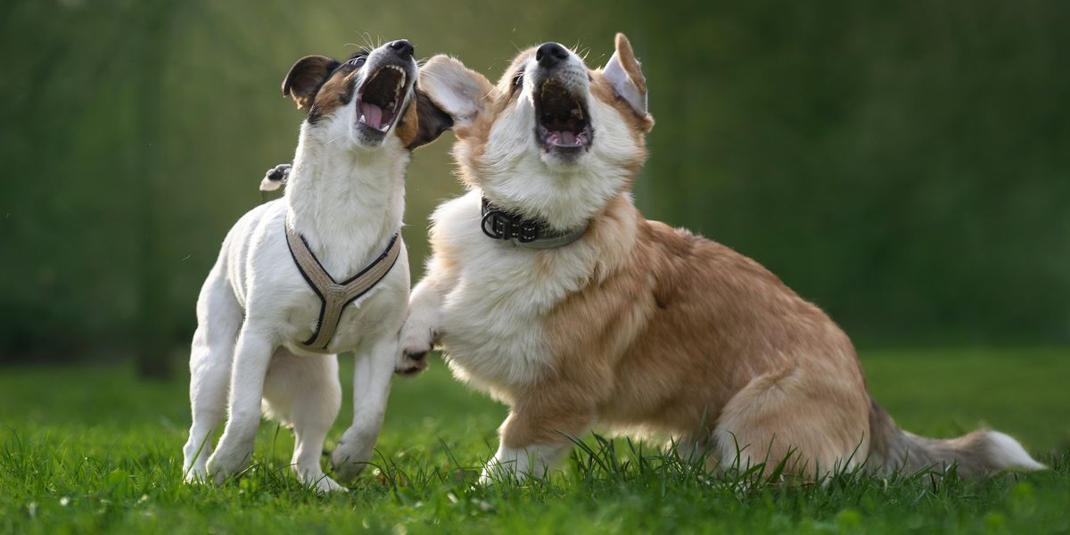 NextImg:Neighbour row erupts over dog 'continuously barking' as pet owner slapped with £1,500 fine