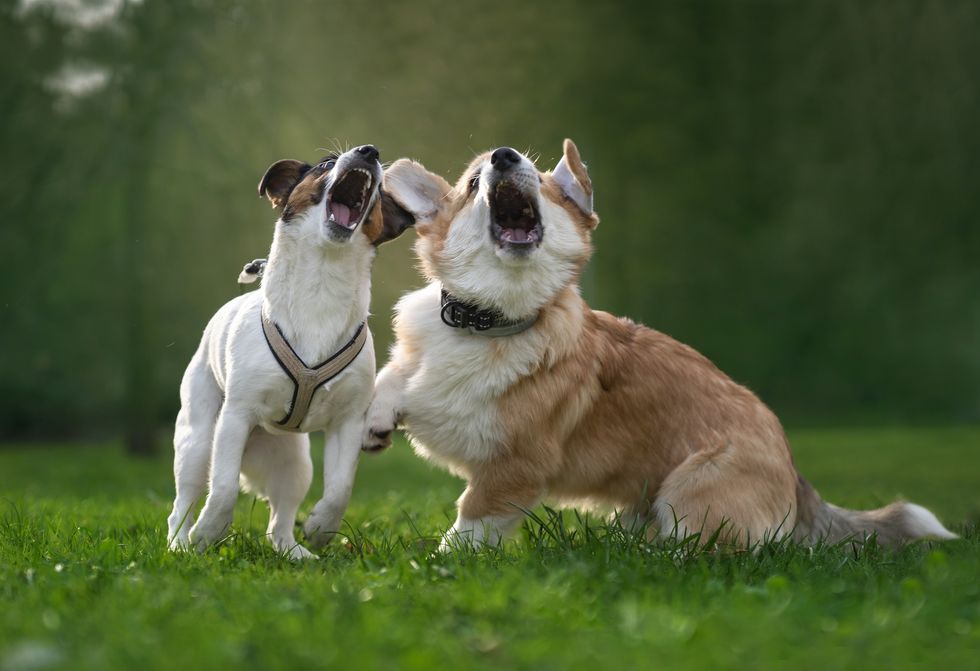 Dogs barking