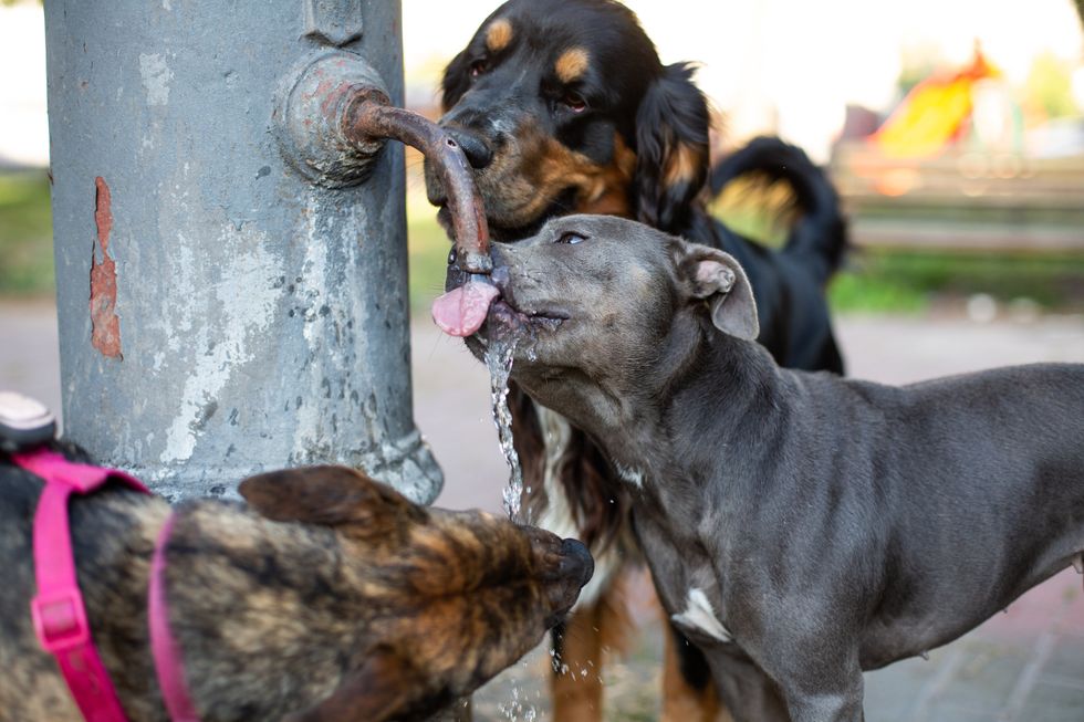 Dogs drinking from water fountain