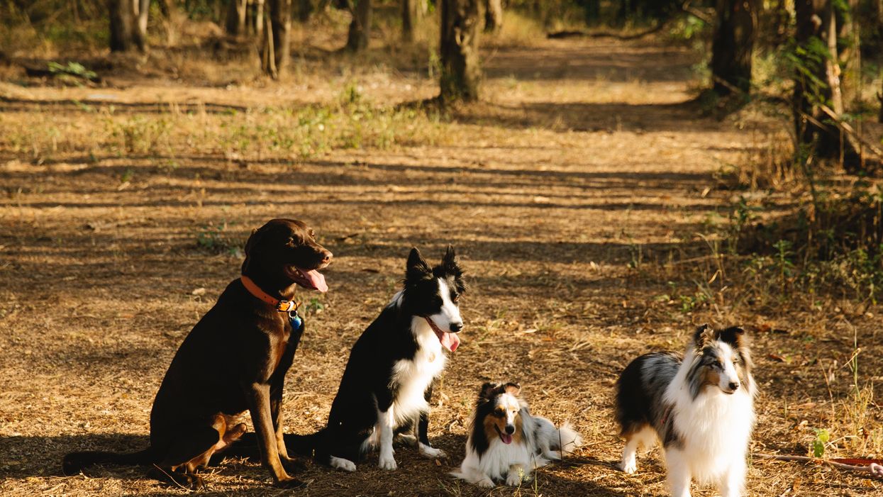 Dogs in a park