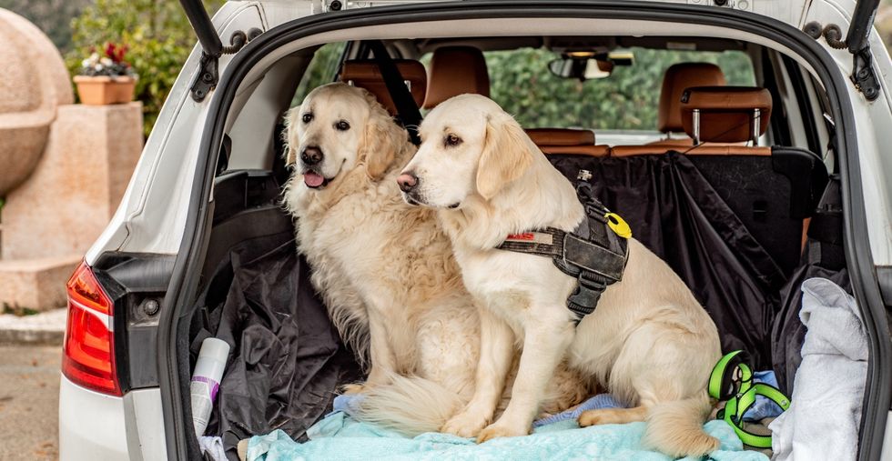 Dogs in back of the car