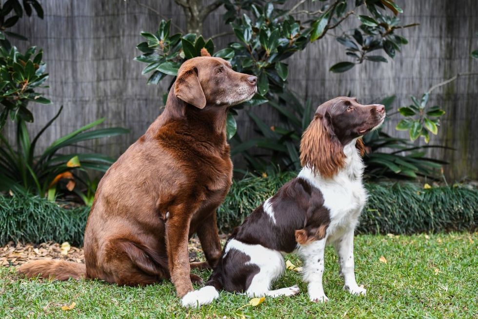 Dogs in garden stock