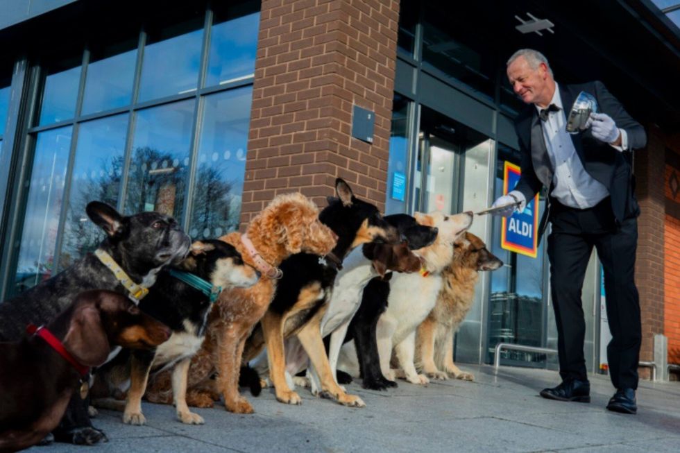 Dogs lining up at Aldi