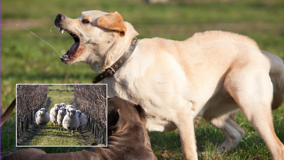 Dogs, sheep