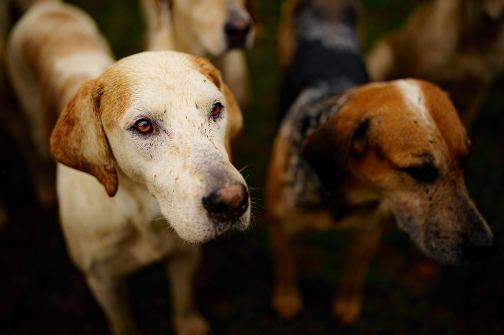 Dogs used for hunting purposes could face being put down, in plans by the SNP