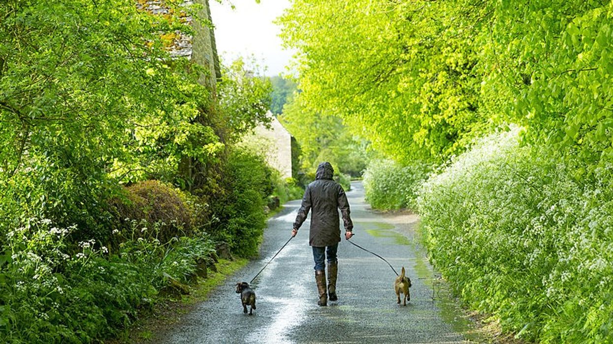 Dogs walking