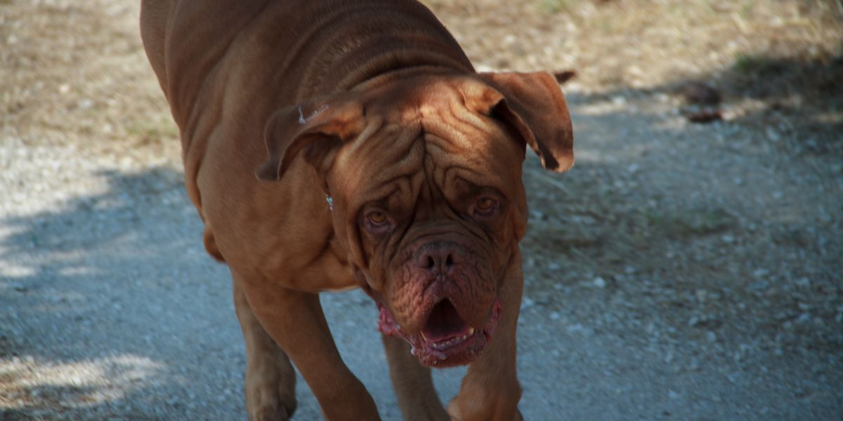 NextImg:Amazon delivery driver attacked by vicious dog while attempting to post package