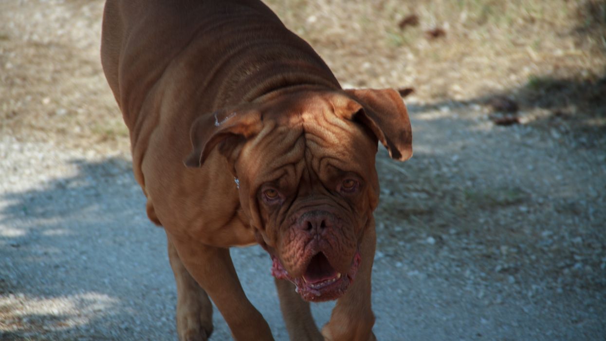 Dogue De Bordeaux