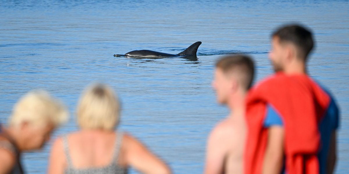 NextImg:Swimmers warned to avoid dolphin 'targeting women in wetsuits' in popular tourist hub