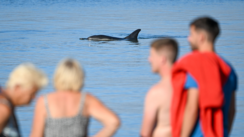 Dolphin in the UK