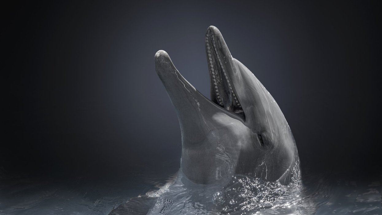 dolphin