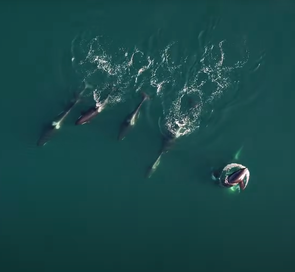 Dolphins hunting with orcas