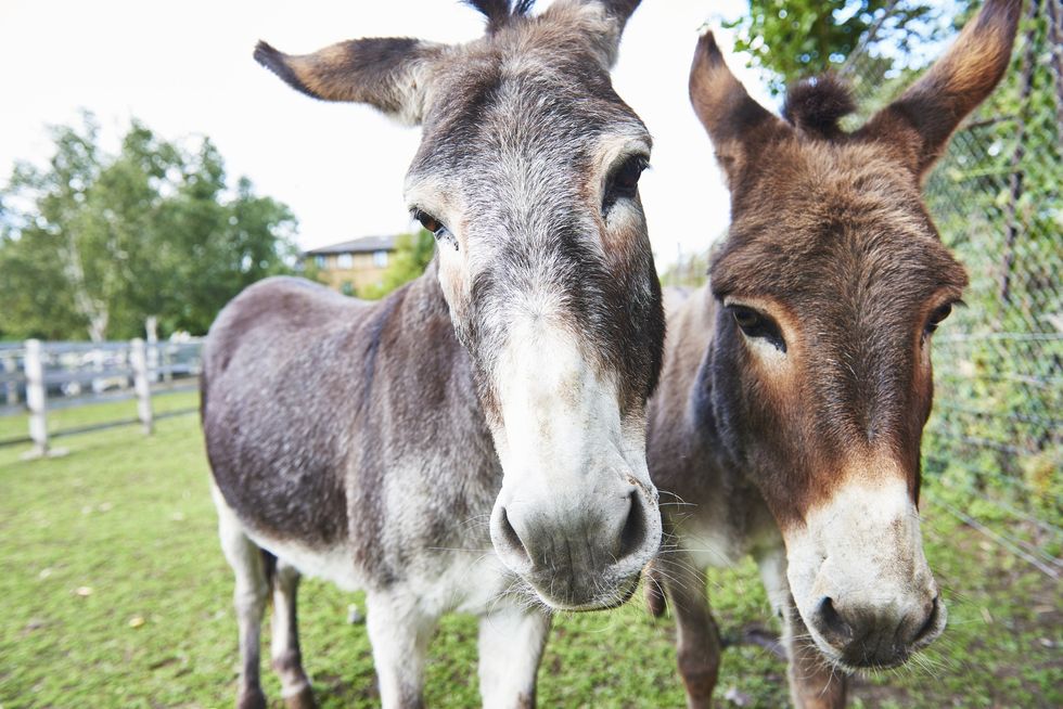 Donkeys