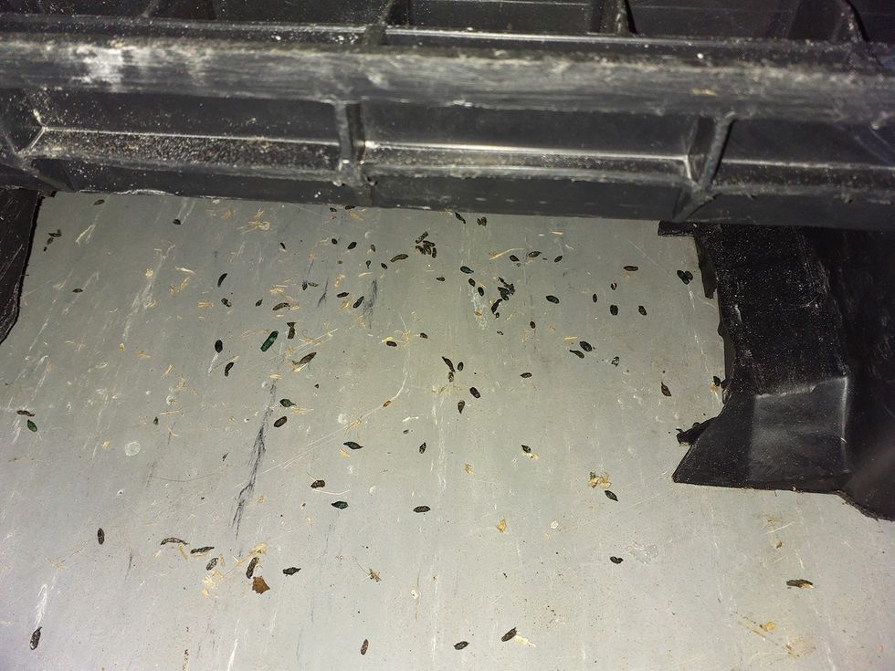 Dozens of mouse droppings on the floor