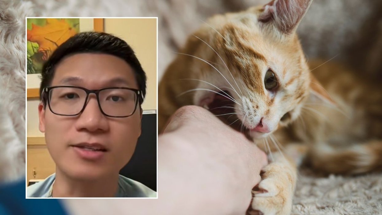 dr bing neurologist and cat stock image