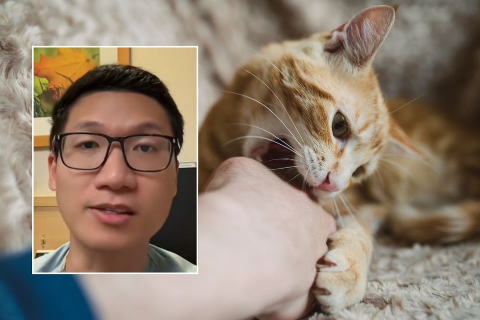 dr bing neurologist and cat stock image