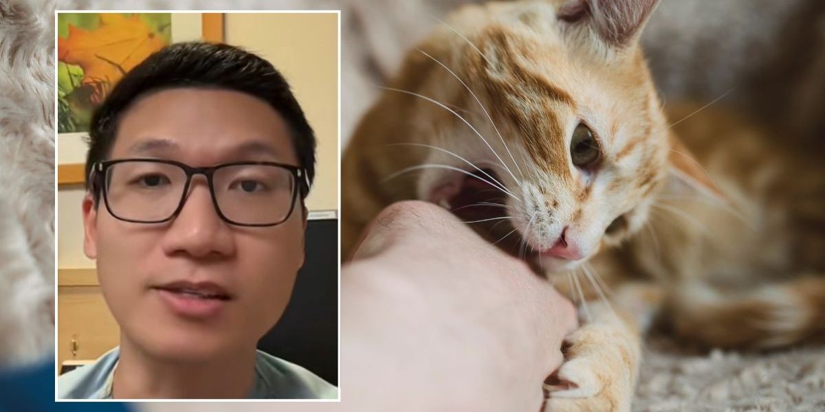 NextImg:Neurologist issues warning about ignoring cat scratches after teenager contracts disabling illness