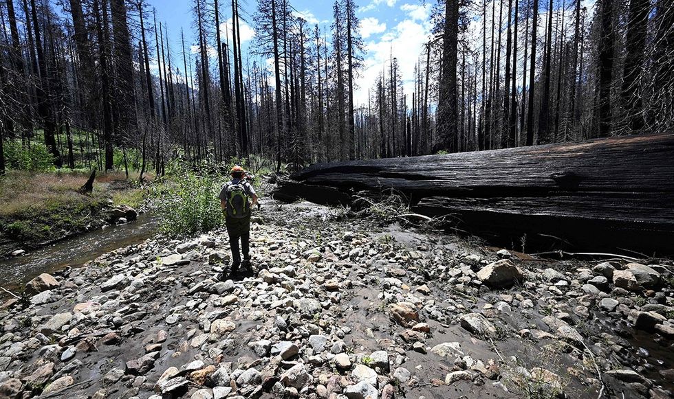 Dr. Christy Brigham walks into an area of high mortality of Giant Sequoia trees due to high severity wildfire