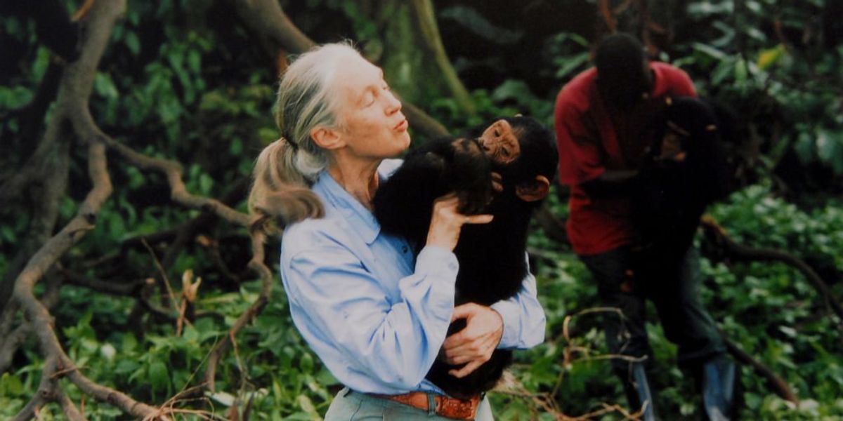 NextImg:Jane Goodall dies aged 91 as tributes pour in for famed primatologist