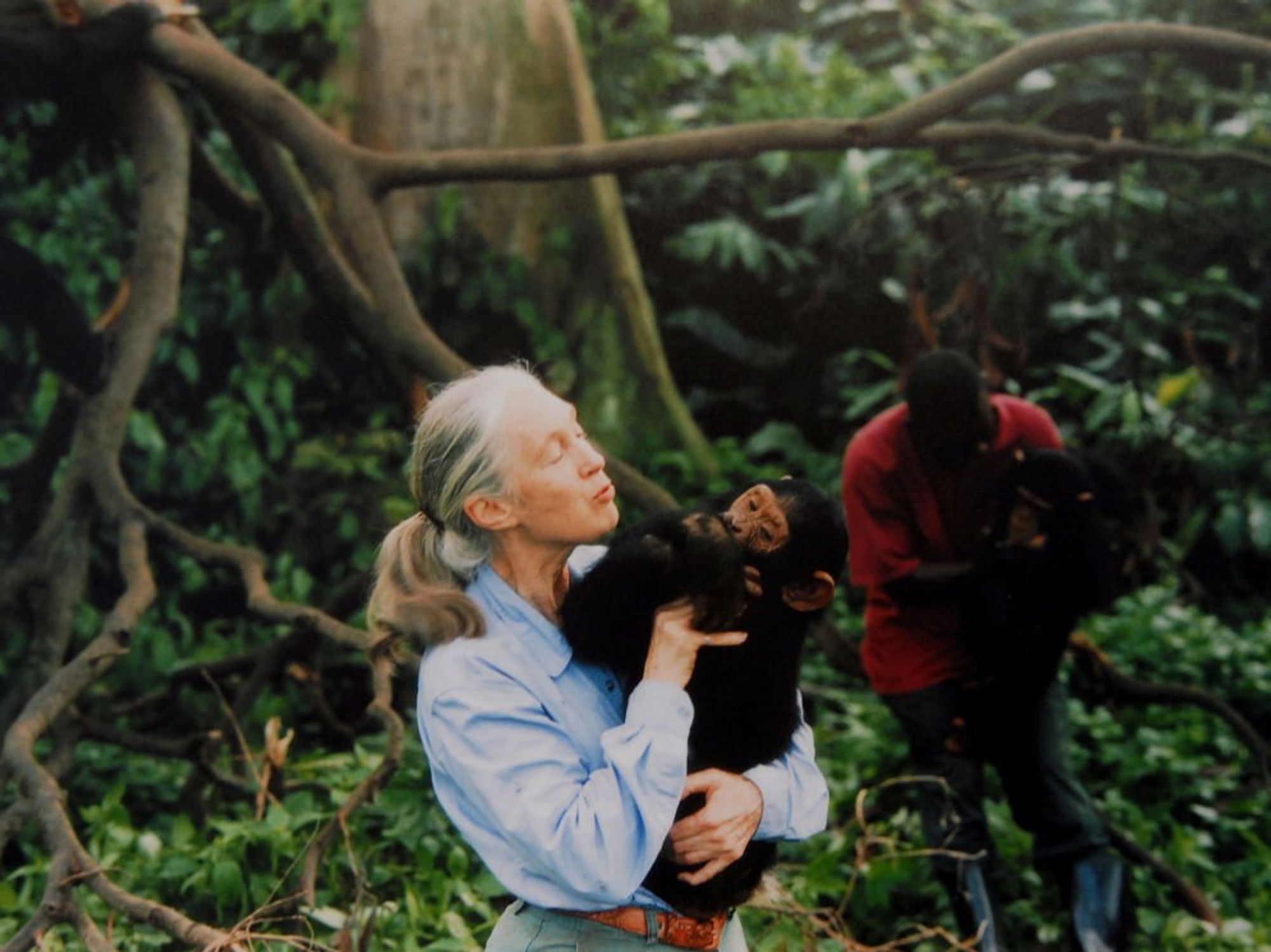 Dr Goodall, pictured in 1995