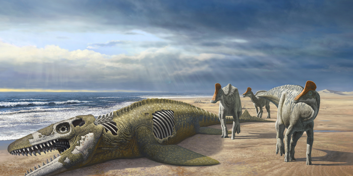 NextImg:Paleontologists make incredible dinosaur claim after 'perplexing' discovery
