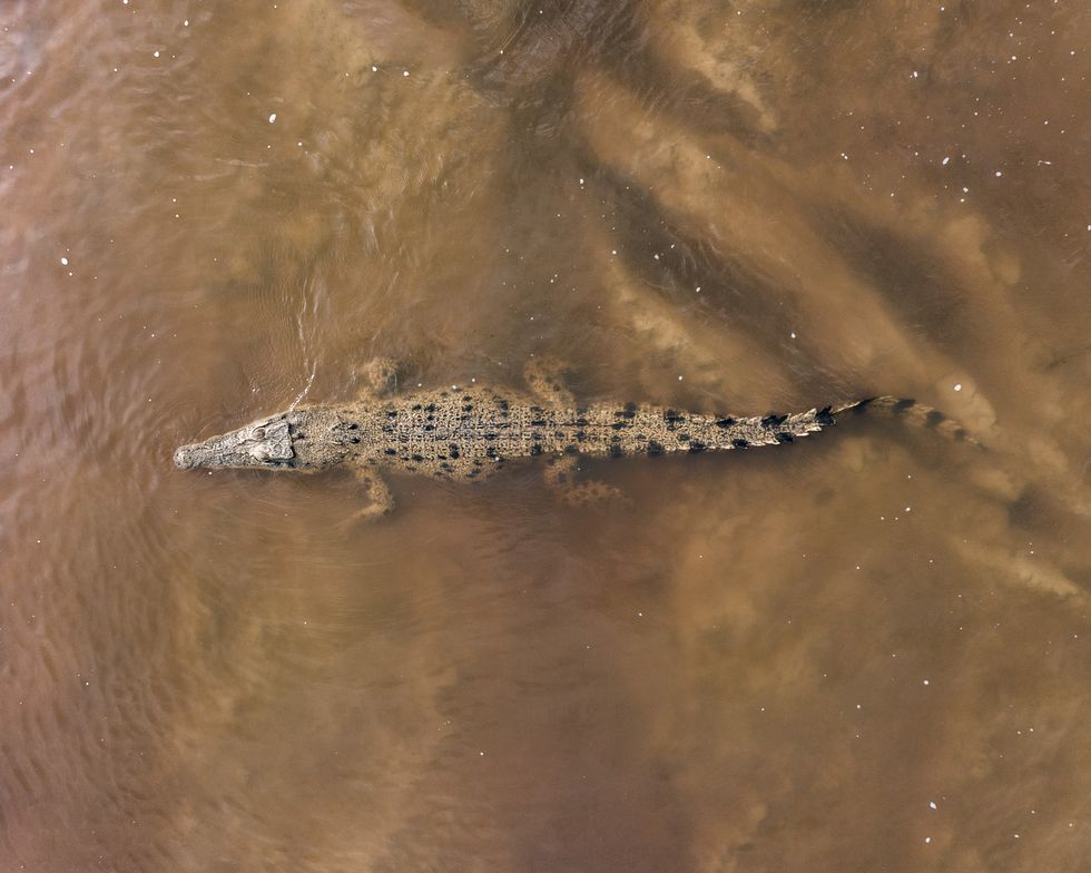 Drone image directly above a saltwater crocodile