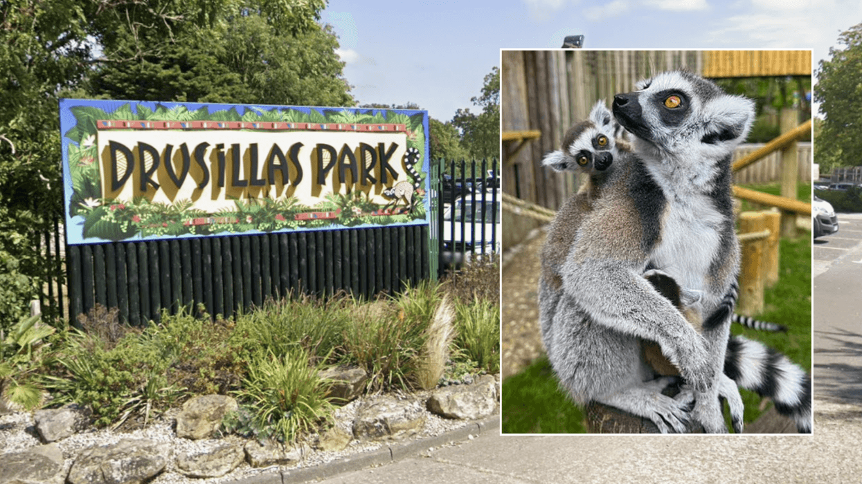 Drusillas Park; Ring-tailed lemurs