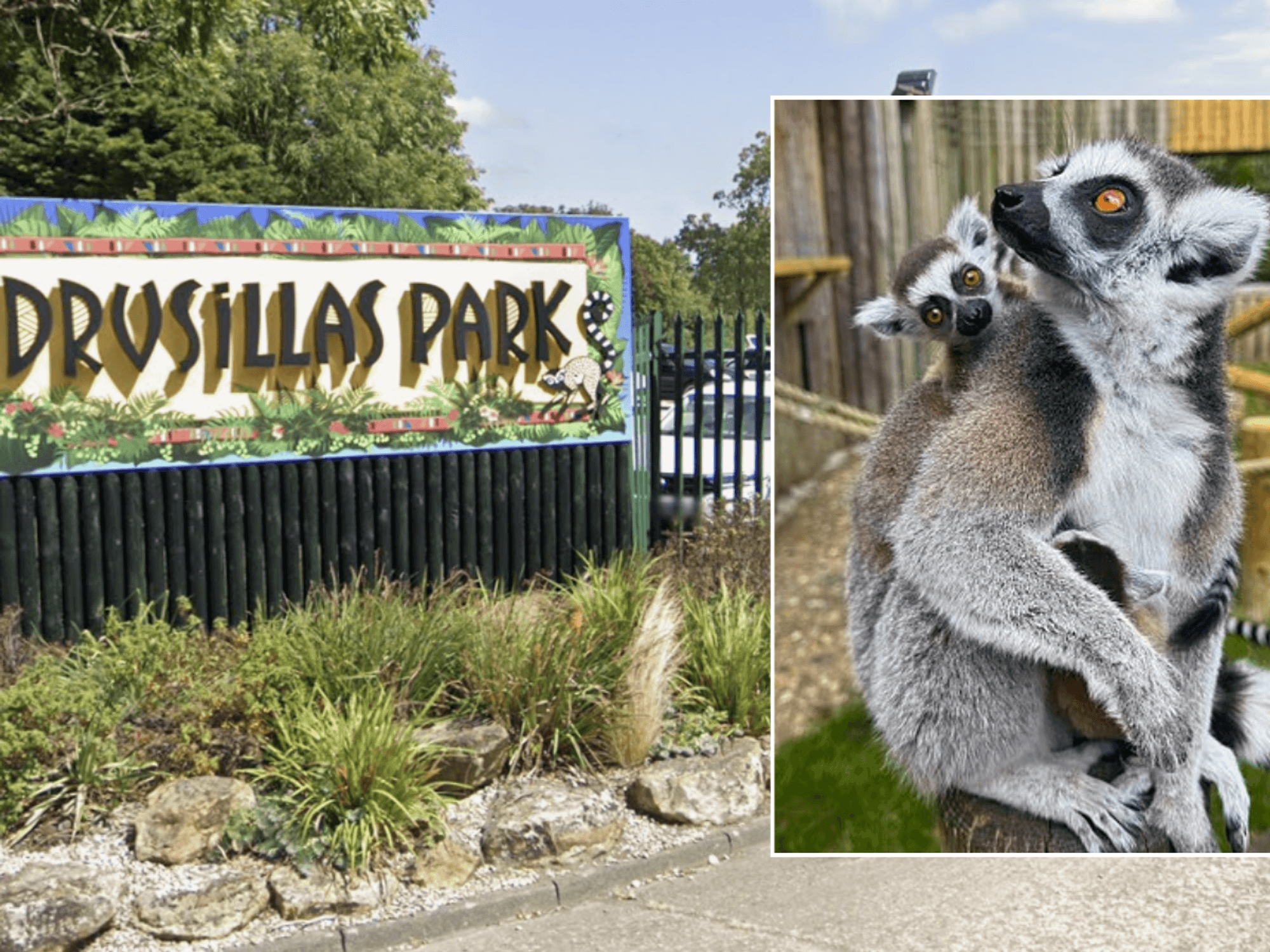 Drusillas Park; Ring-tailed lemurs