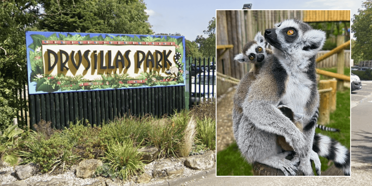 Zoo welcomes first ring-tailed lemur babies in a decade – and they are twins Zoo welcomes first ring-tailed lemur babies in a decade – and they are twins
