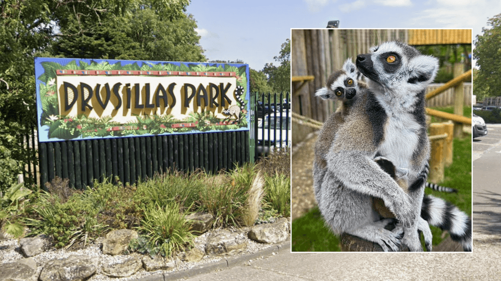 Drusillas Park; Ring-tailed lemurs