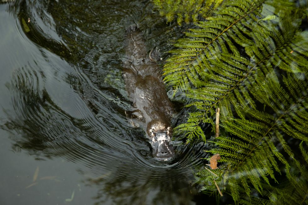 duck-billed platypus
