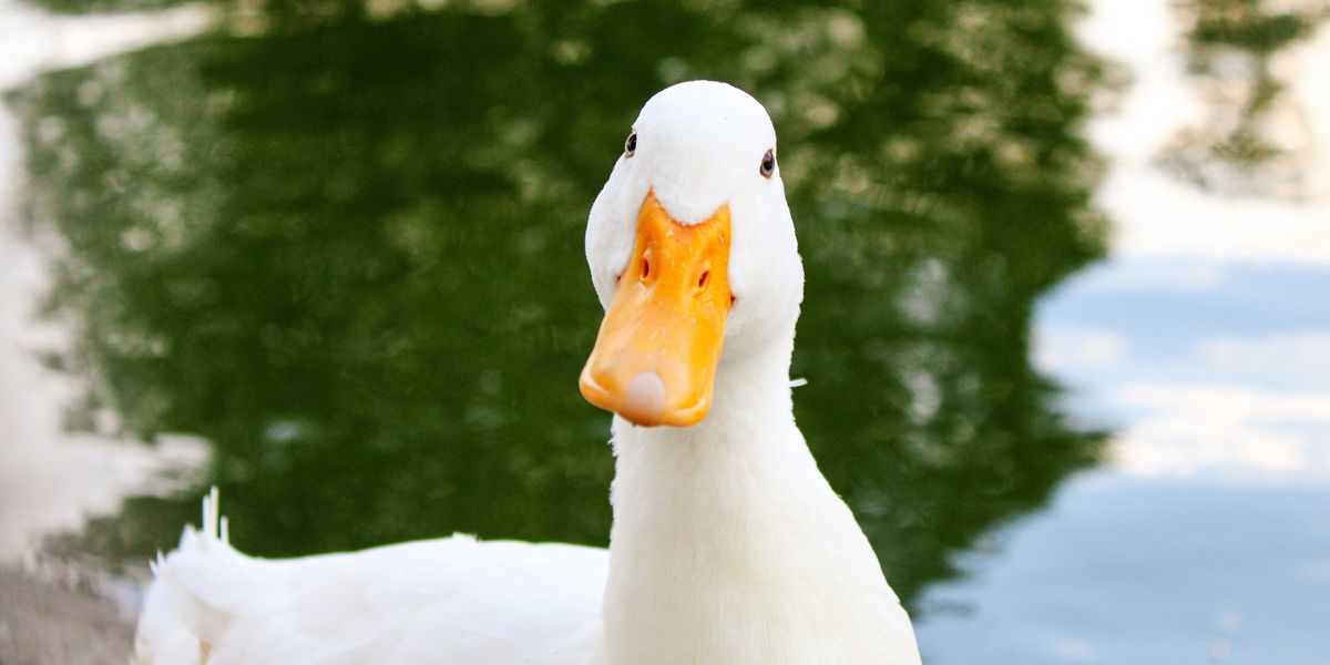 NextImg:'Anti-duck town' reject proposals for giant 5ft bird over concerns area would become 'laughing stock'
