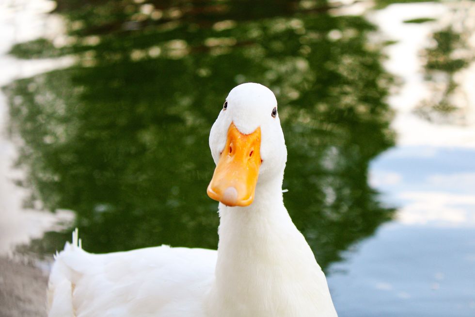 Duck