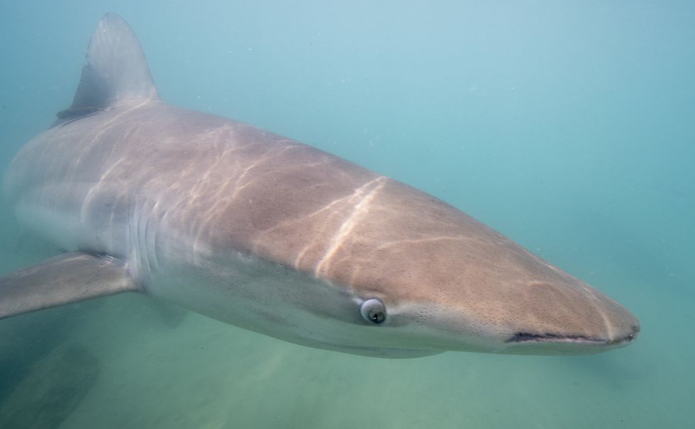 Dusty shark