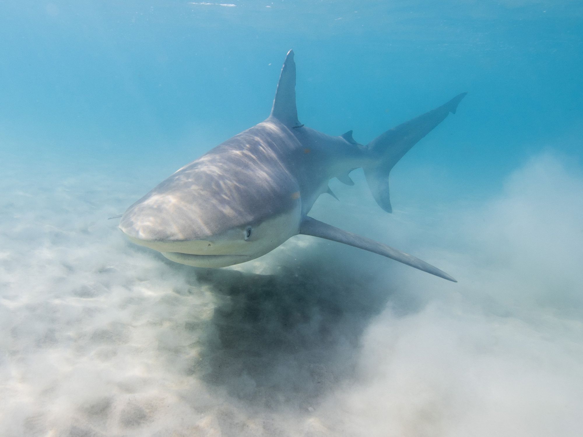 Dusty shark