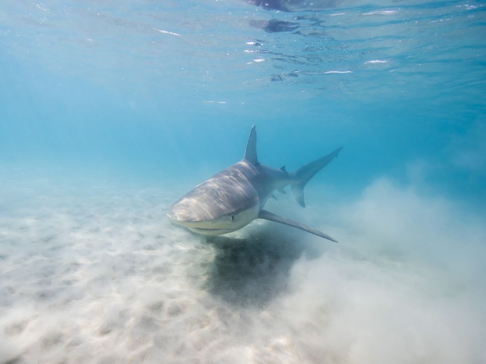 Dusty shark