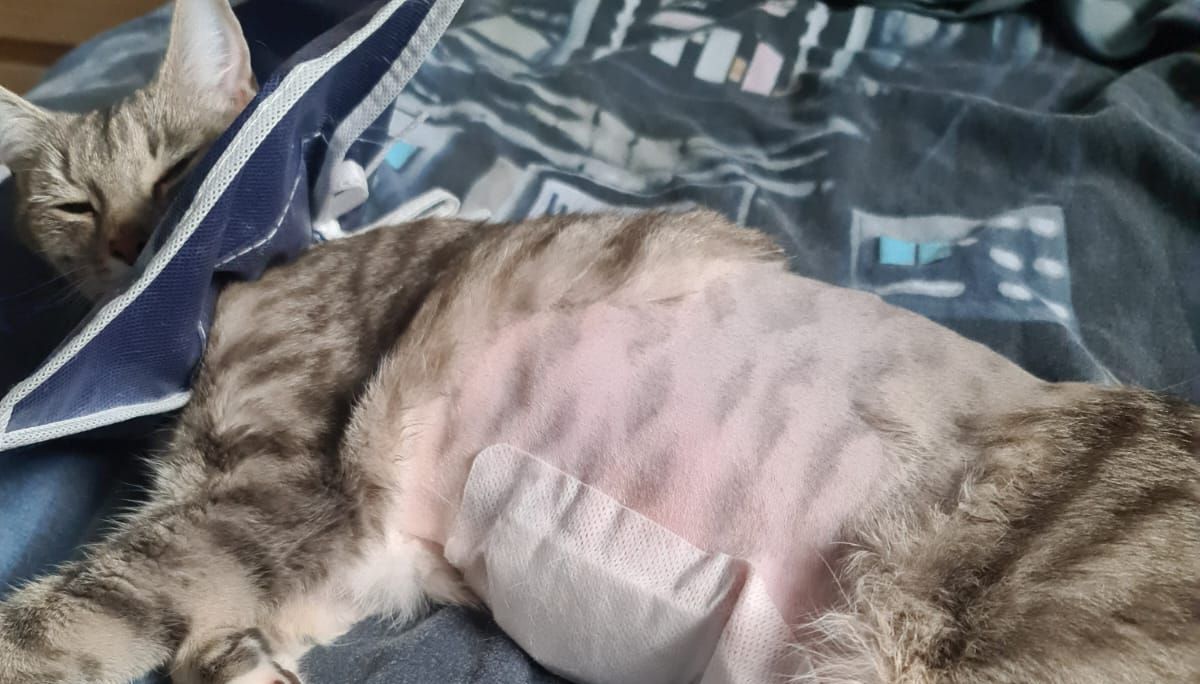 Dusty was shot in the side and needed emergency surgery.