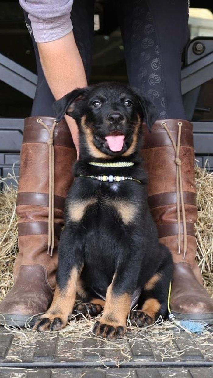 Earl Charles Spencer new puppy