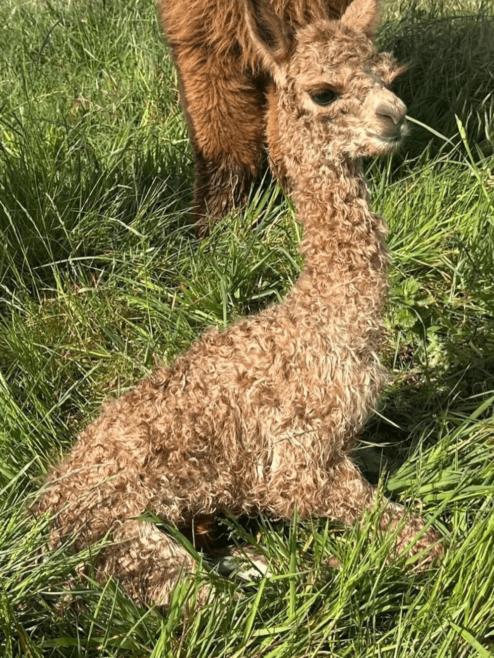 Earl Spencer llama