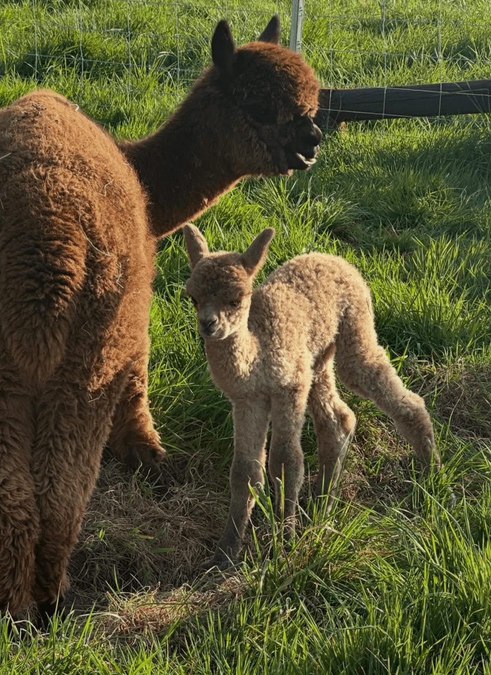 Earl Spencer llama