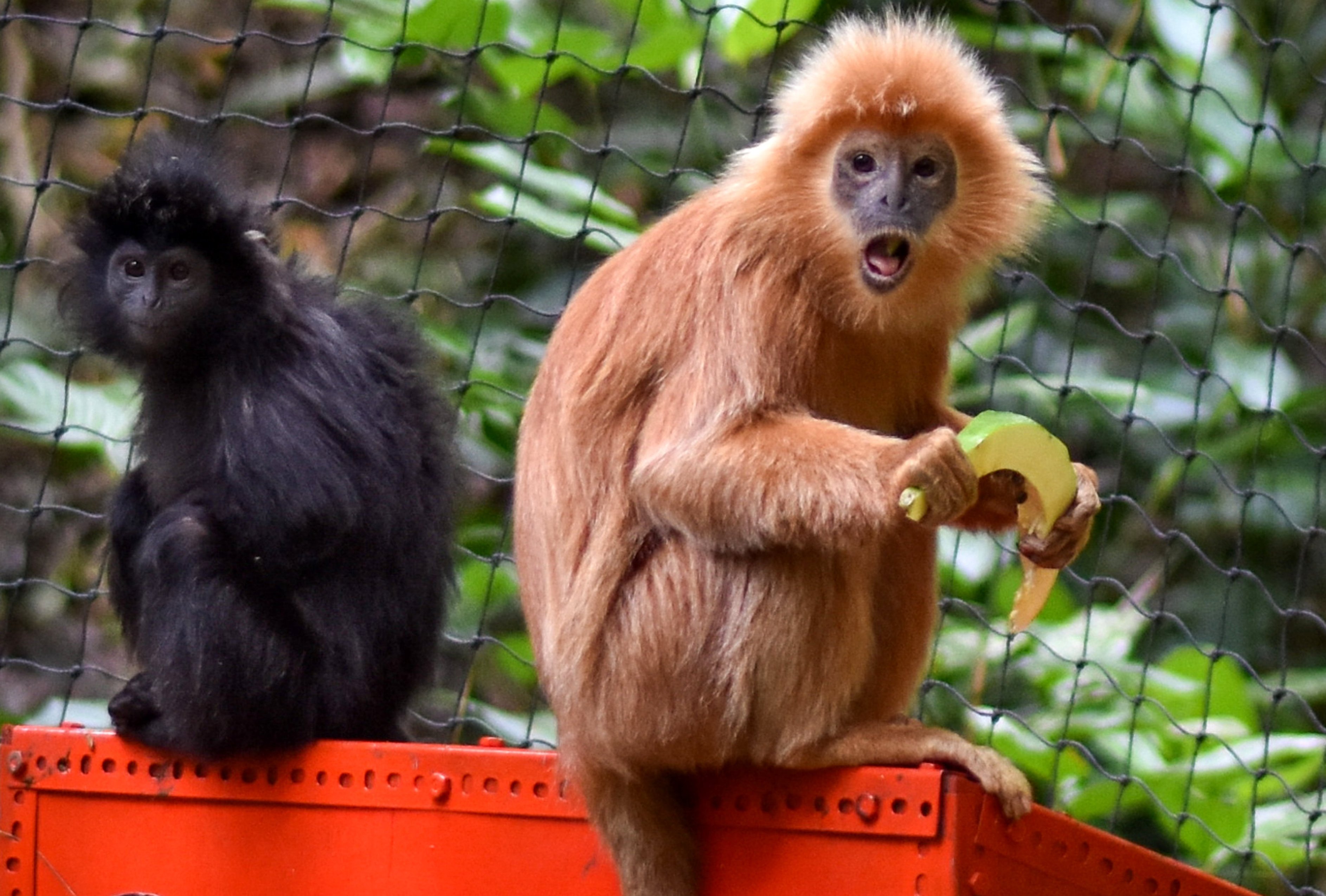 East Javan langur