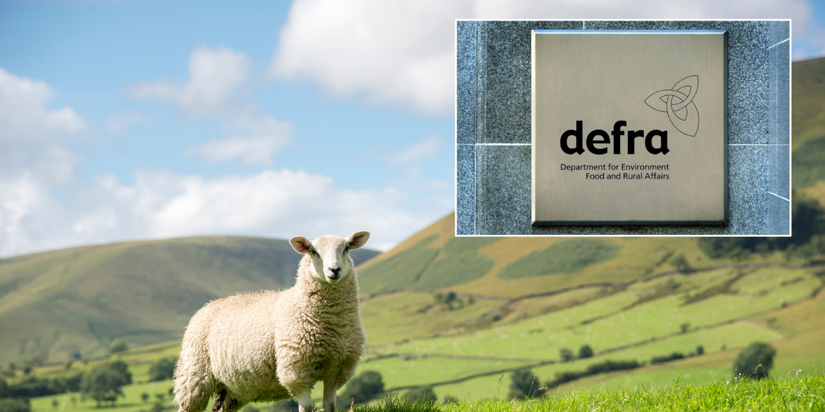 NextImg:Britain BANS livestock imports from Germany after outbreak of highly contagious virus