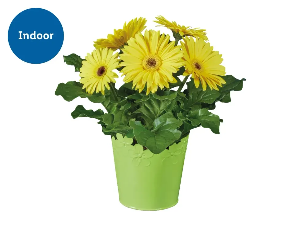 Easter Mix in Zinc Pot - Indoor and Outdoor Plants collection