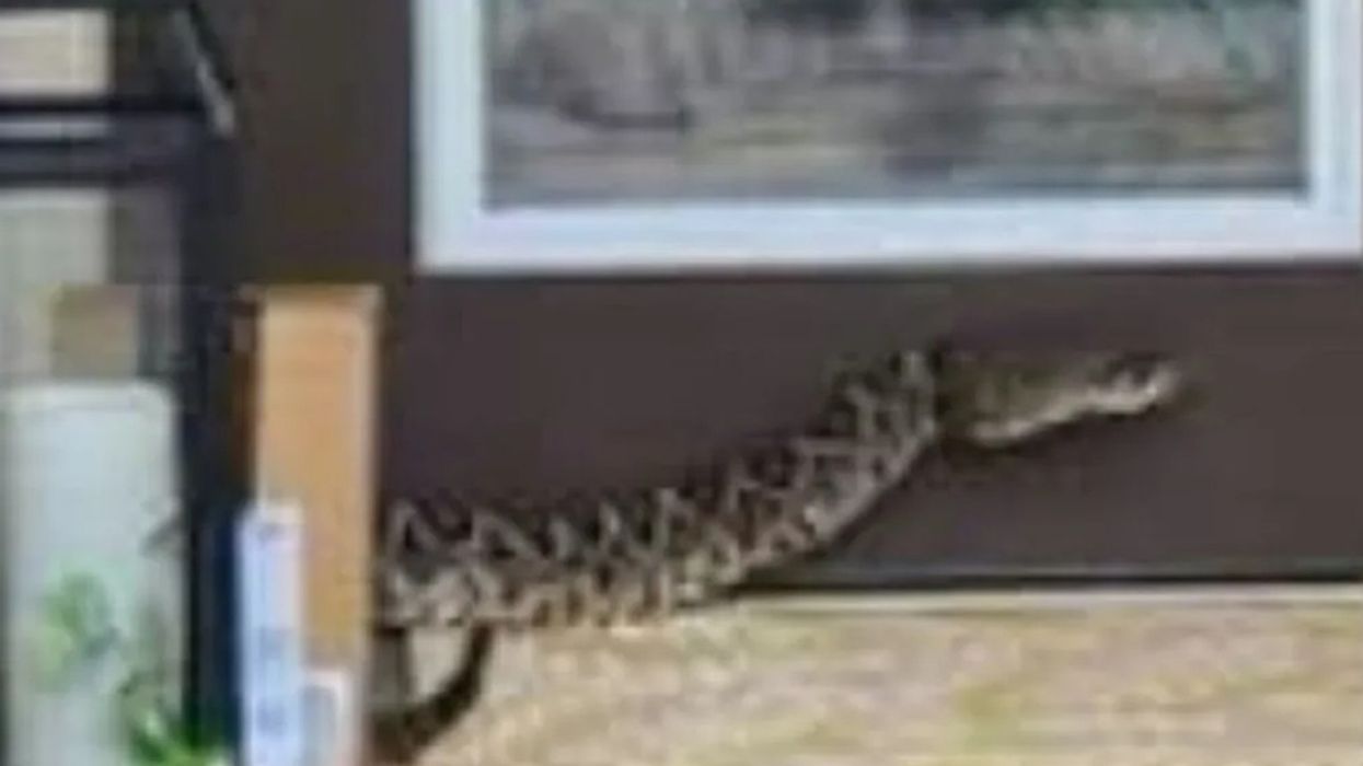 Eastern Diamondback Rattlesnake