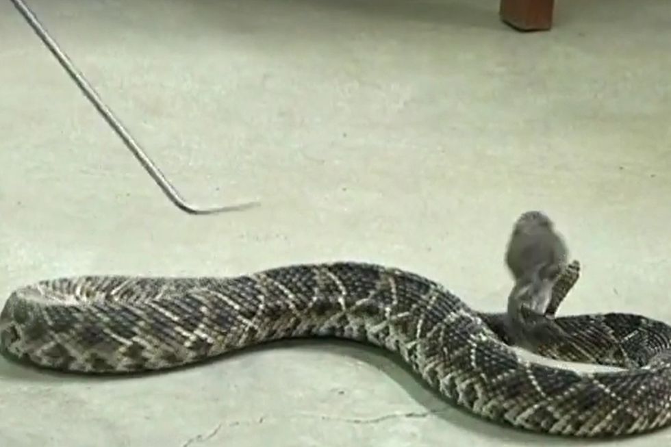 Eastern Diamondback Rattlesnake